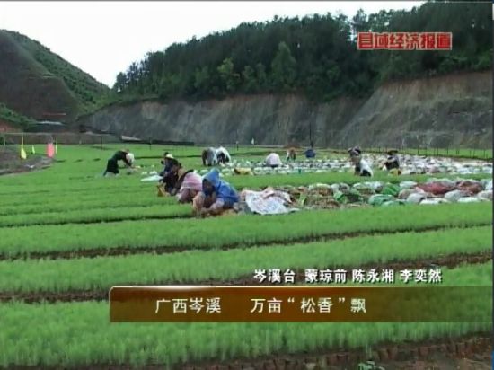 廣西岑溪：萬(wàn)畝松香飄。央視視頻截圖。